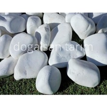 Die Grup Beyaz Dolomit Taş 3 kg 4-6 cm Dere Taşı Çakıl Taşı Saksı Taşı Akvaryum Teraryum Taşı Bahçe Taşı