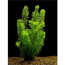 Die Grup Elodea Densa Canlı Akvaryum Bitkisi, 5 Kök, 15-25 cm