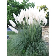 Die Grup Beyaz Pampas Saz Çiçeği Fidanı Saksılı 60-80 cm Bahçe Bitkisi (Pampas)
