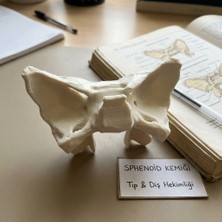 Sphenoid Kemik (Sfenoid - Os Sphenoidale) Anatomik Model - Diş Hekimliği & Tıp Yüz Anatomi Kemiği