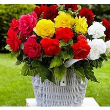 Happy Trend Tohumu (Katmerli) Karışık Renkli - 5 Tohum