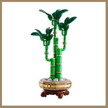 Bezos Botanicals Şans Bambusu 10344 22