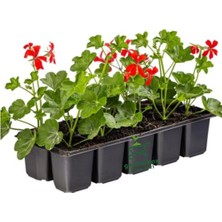 Royal Rain Store Kırmızı Renk Sakız Sardunya Fidesi 4 Adet Saksılı 10-25CM Bahçe Balkon Çiçeği