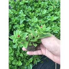 Royal Rain Store Videolu Pembe Buz Çiçeği Fidesi 40 Adet Saksılı/tüplü 5-10 cm Yer Örtücü Bitki (Delosperma)