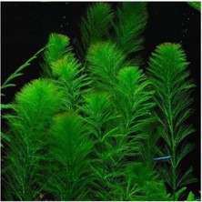 OEM Akvaryum Bitkileri Myriophyllum Elatinoides Saksı Canlı Bitki B095