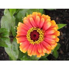 OEM Zinnia Tohumu(Zinnia Elegans)