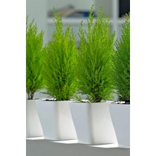 Üstüner Dashing Look Limon Çamı Ağacı Tohumu / 5 Adet Tohum TH-2022DSHNGLKTHM226