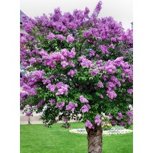 OEM Dashing Look Mor Oya Ağacı Tohumu / 5 Adet Tohum TH-2022DSHNGLKTHM233