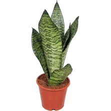 OEM Sansevieria Zeylanica Paşa Kılıcı Hava Temizleyici Bitki, Iç Mekan Bitkisi