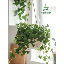 Gy Atelier Yeşil Hedera Helix Sarmaşığı Makrome Saksıda 1 Adet Saksılı 30-40CM