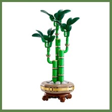 Bezos Botanicals Şans Bambusu 10344 HB006
