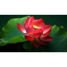 Gy Atelier 10 Adet Kırmızı Lotus Tohumu Nilüfer Tohumu