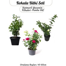 Gy Atelier Kokulu Bitki Seti Katmerli Ful Yasemin +Filbahri +Isparta Gülü Bahçe Balkon Bitkisi