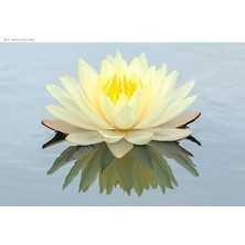 Gy Atelier 10 Adet Sarı Lotus Tohumu Nilüfer Tohumu