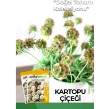 Gy Atelier 5 Adet Kartopu Çiçeği Tohumu