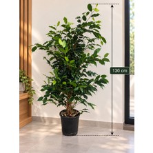 Umya Concept Canlı Dev Boy  Benjamin Bitkisi Ficus Benjamina – Dekoratif Yeşil Yapraklı Salon ve Ofis Bitkisi 130 cm