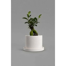 Odea Dekoratif Beton Saksı V-123-AÇİK Krem Krem