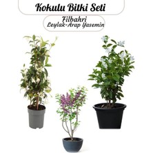 Odea 3'lü Kokulu Bahçe Çiçeği Seti, Filbahri, Arap Yasemin, Leylak, Saksılı
