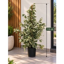 Umya Concept Canlı Alacalı Benjamin Bitkisi Ficus Benjamina – Dekoratif Yeşil Yapraklı Salon ve Ofis Bitkisi 110 cm
