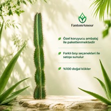 San Pedro Kaktüsü (Echinopsis Pachanoi) 100 cm Canlı Kaktüs