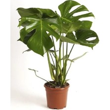 Berceste Peyzaj Deve Tabanı Monstera 40 x 60 cm Ofis Salon Ev Bitkisi Sağlıklı Büyüme İçin