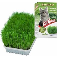 Urfakent Cat Grass Kedi Çimi