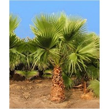 Mythriva Palmiye Tohumu 15 Adet Palmiye Ağacı Tohumu Washingtonia Filifera Süs Bitkileri Tohumları