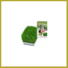 Bezos Cat Grass Kedi Çimi Bcks