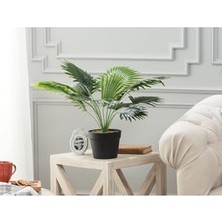 Plaquela Saksılı Bitki