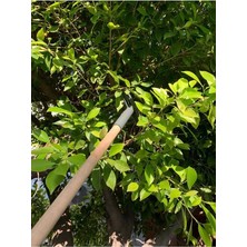HKNOVA 15 Adet Zeytin Tırmığı Zeytin Toplama Aparatı Esnek Kaliteli Kırılmaz Zeytin Toplama Tırmığı (5 Adet)