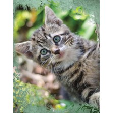MUJGAN Cute Tabby Cat Composition Notebook, Wide Ruled: Lined Student Exercise Book