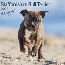 MUJGAN Staffordshire Bull Terrier Puppies 2025 Square Wall Calendar | Dog Breed, Staffie, Staffy, Puppy Calendar