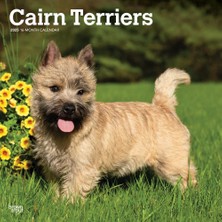MUJGAN Cairn Terriers | 2025 12 x 24 Inch Monthly Square Wall Calendar | Plastic-Free | Browntrout | Animals Dog Breeds
