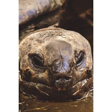 MUJGAN Galapagos Tortoise Checking You Out Journal: 150 Page Lined Notebook/diary