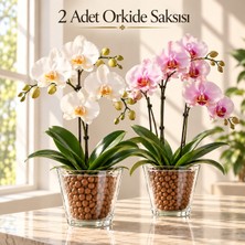 Plant Home Power Mix 2 Adet Şeffaf Cam Orkide Saksısı - Dekoratif,, Işığı Geçiren Bitki Saksısı