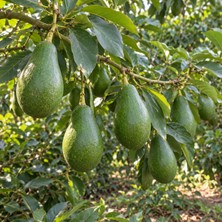 Bahcemden Online Avokado 1 kg