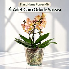 Plant Home Power Mix 4 Adet Cam Orkide Saksısı - 12 Pot Cam Orkide Saksısı - Cam Saksı Vazo