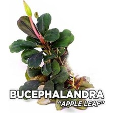 Defne Store Saksı, Bucephalandra Apple Leaf Canlı Bitki