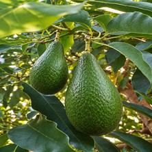 Bahcemden Online Avokado 2 kg