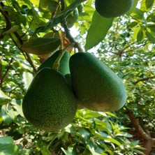 Bahcemden Online Avokado 3 kg