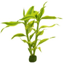 Kadıoğlu Ticaret Saksı, Dracaena Sanderiana Gold Canlı Bitki