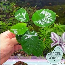 Trendexa Anubias Broad Leaf 6-7 Yapraklı Canlı Bitki M