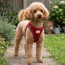 Köpek ve Kedi Göğüs Tasması L | Nefes Alabilen File Kumaş | Ayarlanabilir Yelek Tasarım | Yansıtıcı Şeritli | Küçük Irk Köpek ve Kediler Için