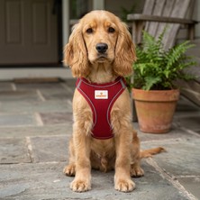Köpek ve Kedi Göğüs Tasması Xl | Nefes Alabilen File Kumaş | Ayarlanabilir Yelek Tasarım | Yansıtıcı Şeritli | Küçük Irk Köpek ve Kediler Için