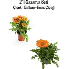Turuncu Sarı+Turuncu Renk Gazanya Çiçeği 2 Adet SAKSILI(10-20CM) Bahçe Balkon Çiçeği