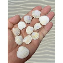 50GR - Dekoratif Gerçek Ithal Deniz Kabukları/kına/hediye/dekorasyon, Seakına