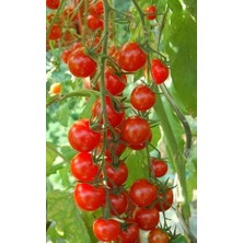 Sarkan Cherry Domates (Saksı Toprak Seti)