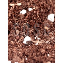 Nexoraa Substrat Mix Ithal Torf Cocopeat Perlit Özel Karışım Saksı Harcı Çiçek ve Bitki Toprağı 10 Lt