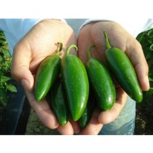 Jalapeno Biber Tohumu 10+ Adet – Yüksek Verimli Orta Acı Biber – Kolay Çimlenen ve Lezzetli