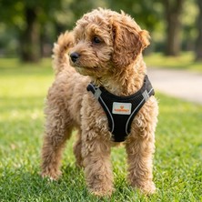 Tr Köpek ve Kedi Göğüs Tasması S | Nefes Alabilen File Kumaş | Ayarlanabilir Yelek Tasarım |